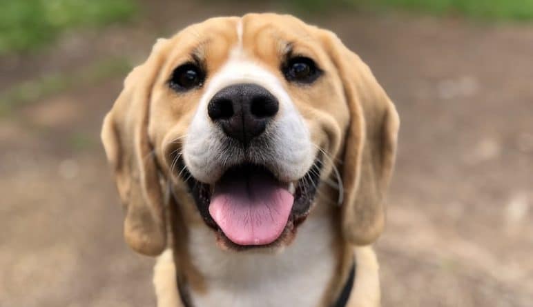 Здоровье: Ученые: Собаки могут обнаружить коронавирус с точностью до 96%