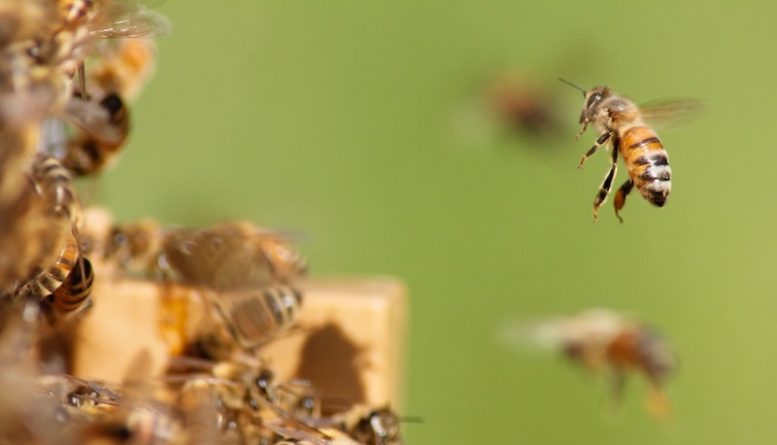 Локальные новости: В Аризоне мужчина погиб после того, как его сотни раз ужалили пчелы