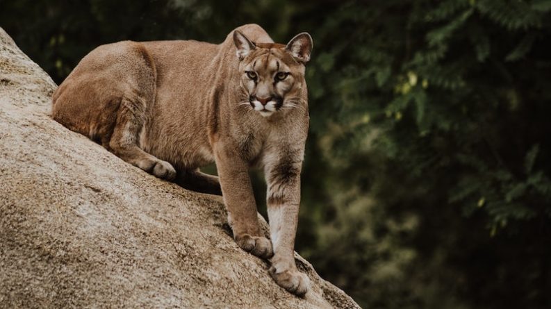 Происшествия: В Калифорнии мать спасла малыша от горного льва, бросившись на него с голыми руками