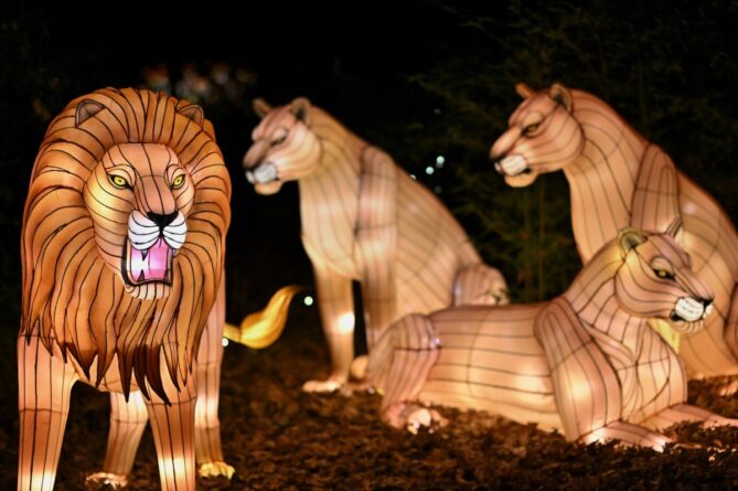 светящиеся фигуры львов и львиц