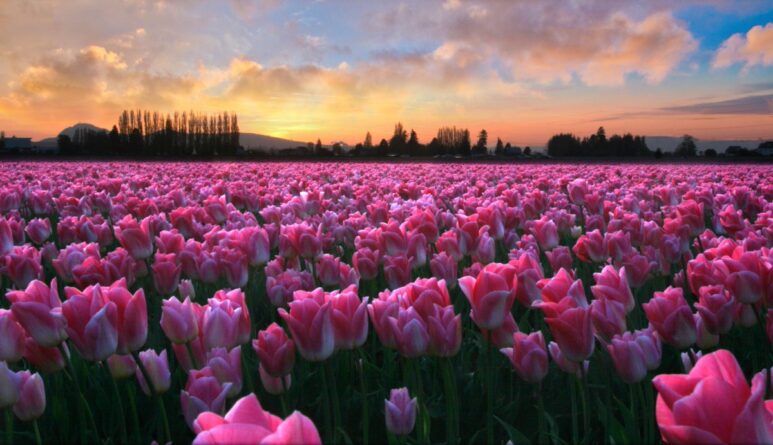 фиолетовые тюльпаны в поле