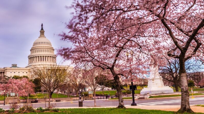 Досуг: 5 мест в Вашингтоне, в которых лучше всего любоваться цветущей сакурой