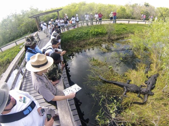 люди на мосту смотрят на крокодилов в воде