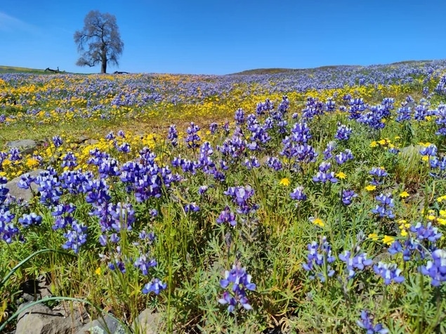 голубые цветы в поле