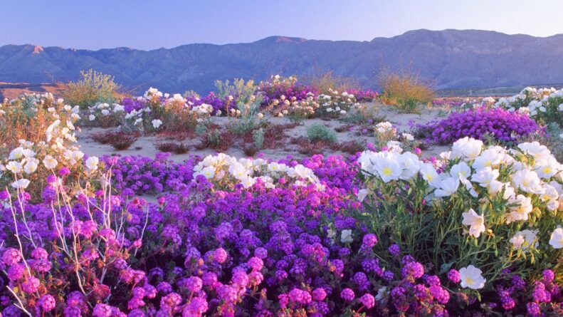 фиолетовые цветы в долине