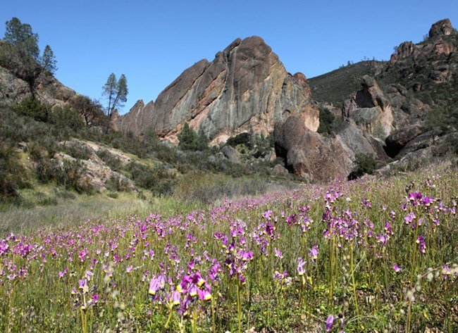 фиолетовые цветы в долине гор