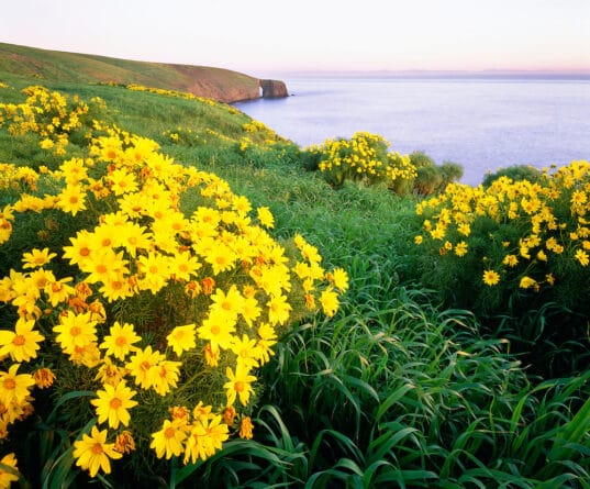 желтые цветы на холме над морем