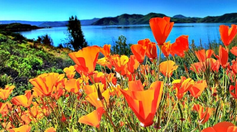 Путешествия: Где в Калифорнии полюбоваться цветением полевых цветов?