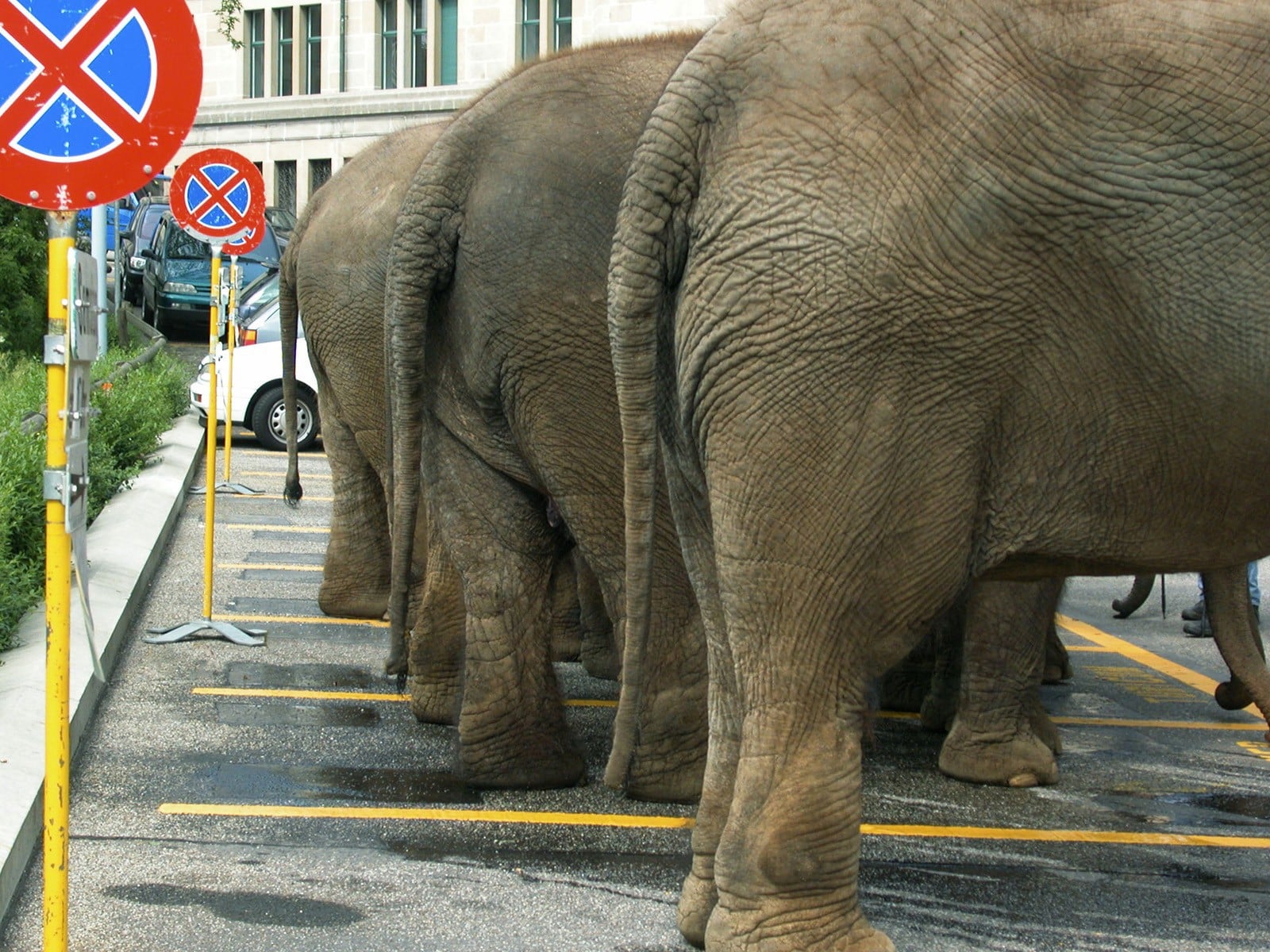 слон на парковке