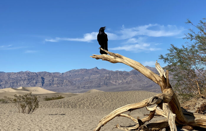 ворона сидит на ветке в долине смерти