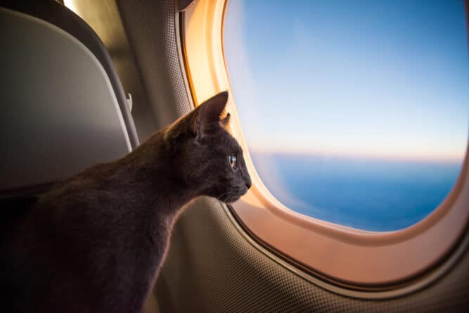кот смотрит в иллюминатор самолета